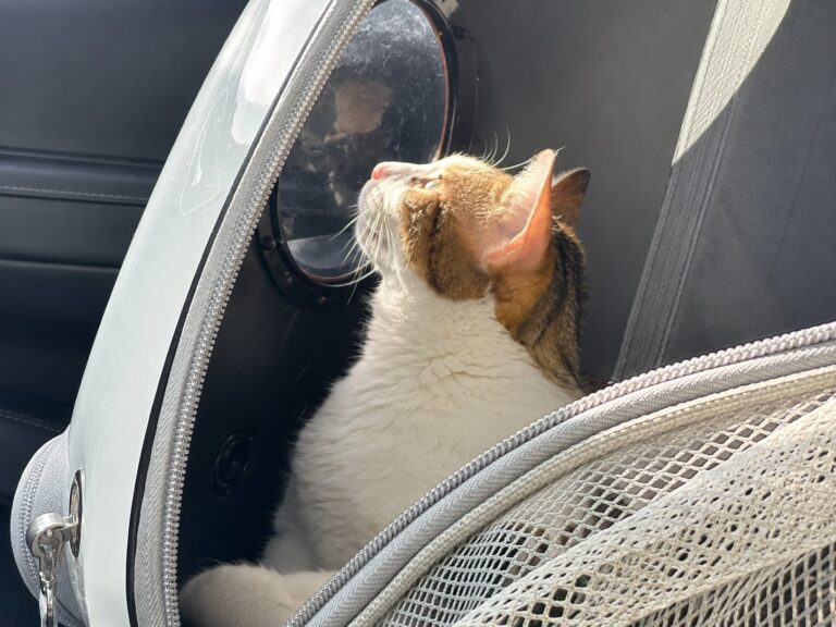 best cat carriers vet visits featured image