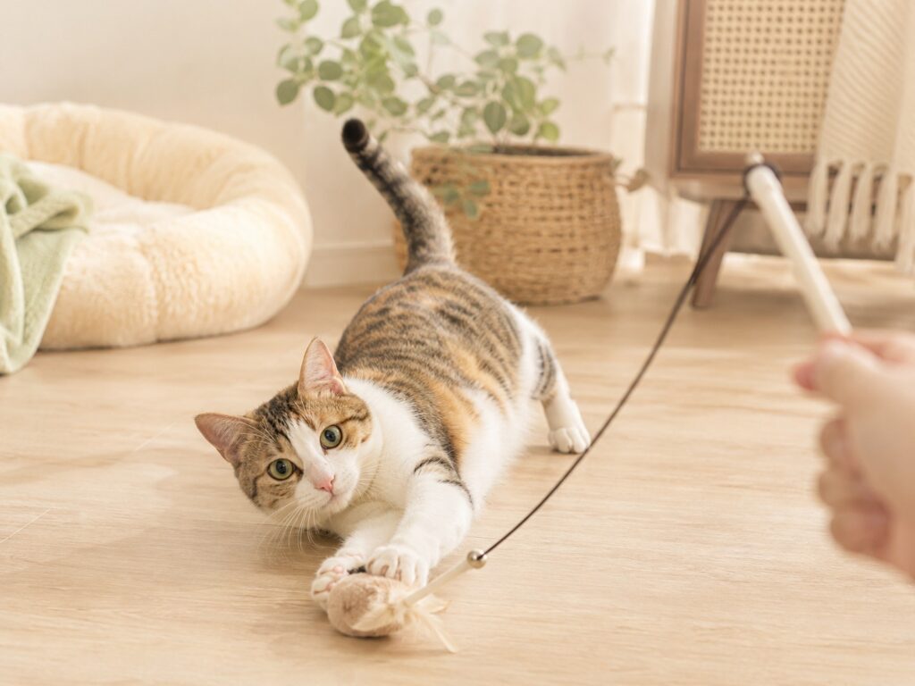 A cat playing with indoor toys in a cozy home with soft neutral decor
