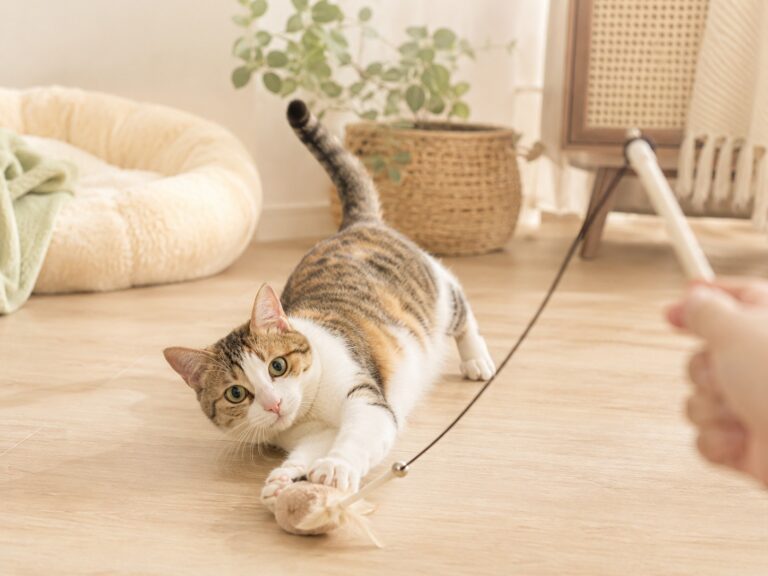 A cat playing with indoor toys in a cozy home with soft neutral decor