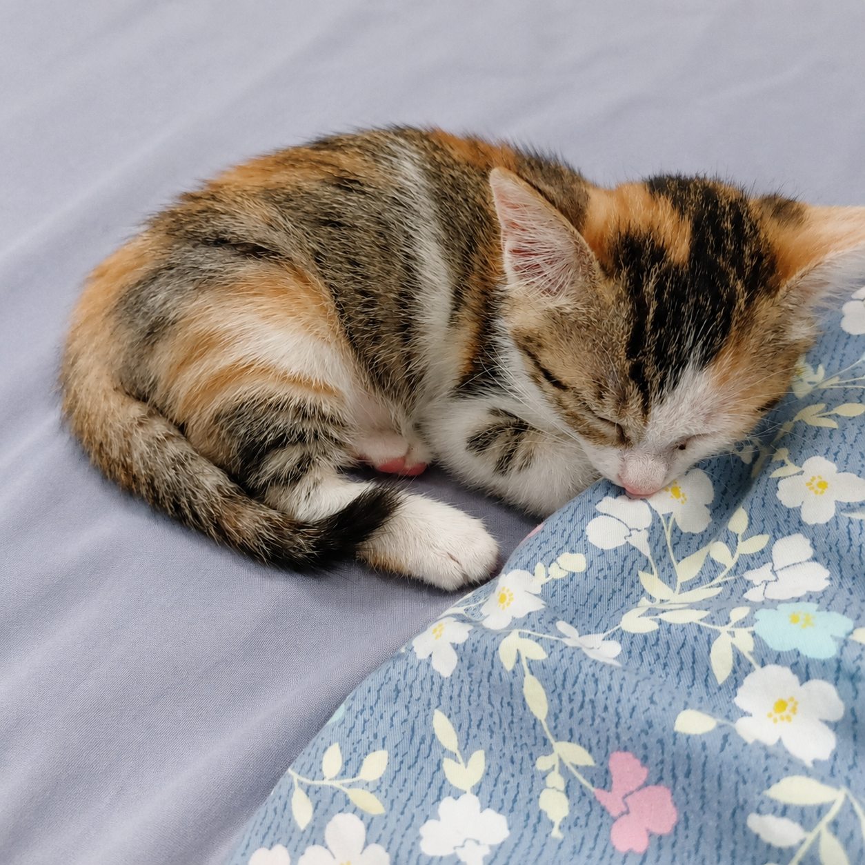 Yuni sleeping peacefully after coming home to her forever family in late 2023