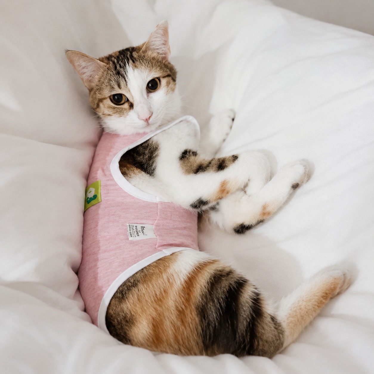 Yuni resting at home after entering a new chapter of her cat life in May 2024