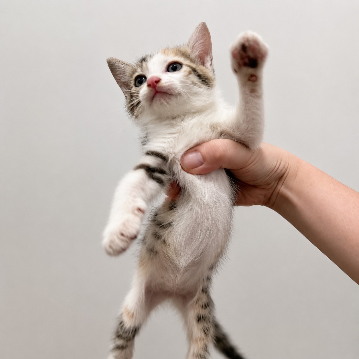 Yuni as a rescued kitten being gently held during the beginning of her adoption journey