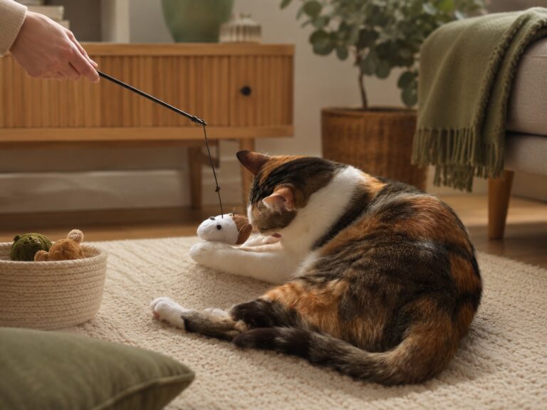 A cat playing with a feather wand toy in a cozy indoor home setting
