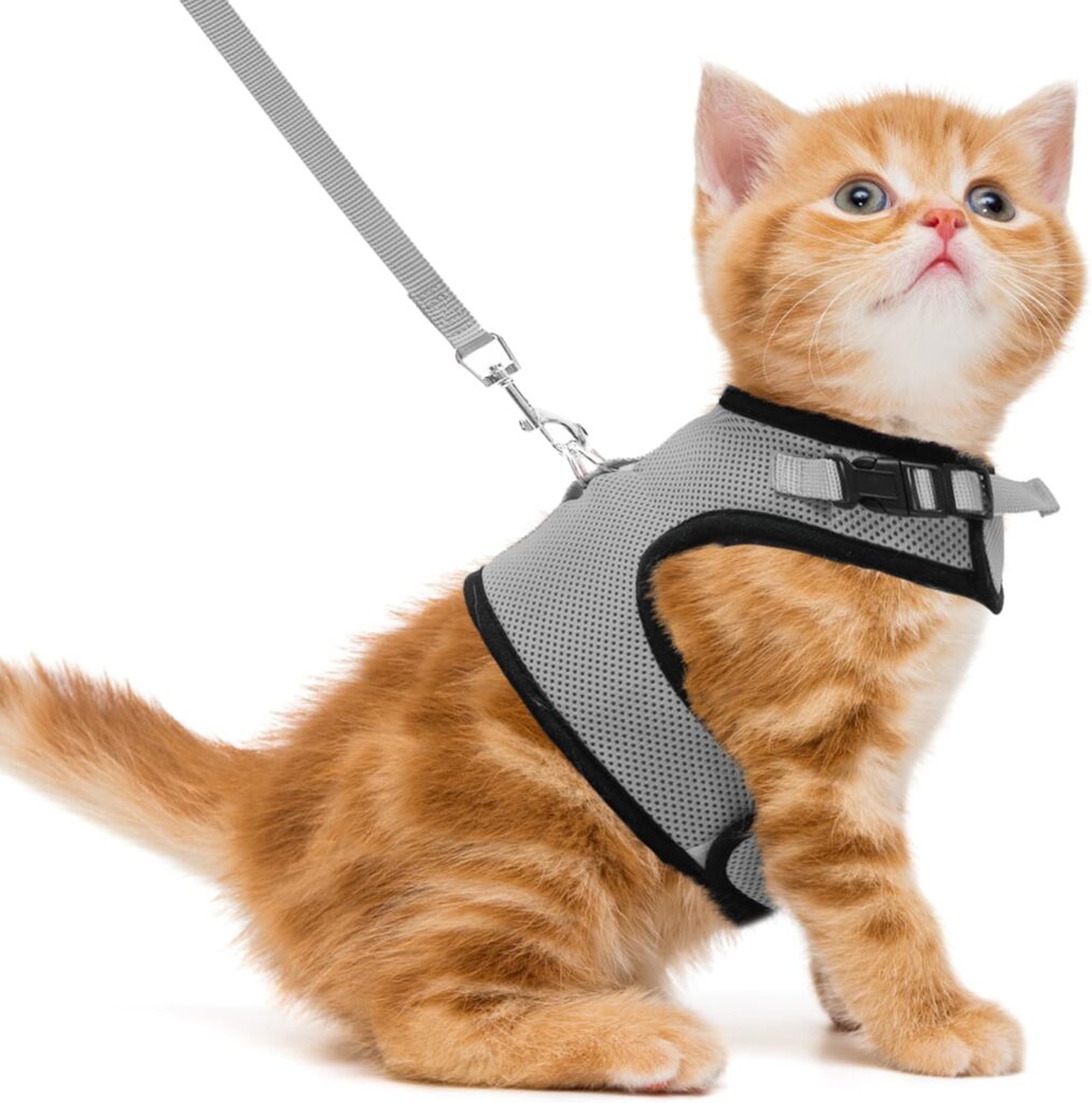 Budget cat harness and leash starter set for beginner indoor practice