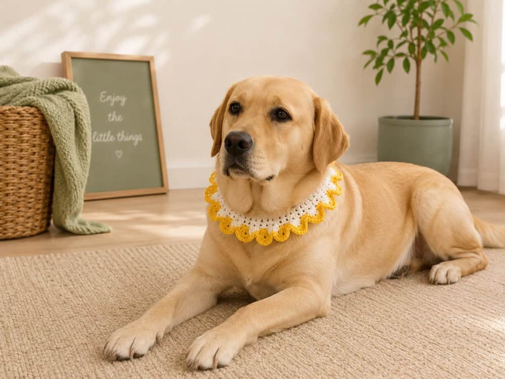 Dog wearing a handmade yellow crochet neck warmer