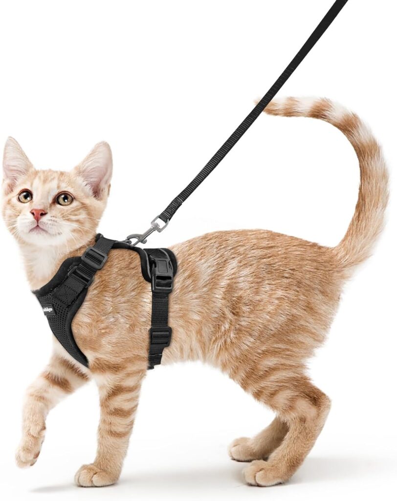 rabbitgoo escape proof cat harness and leash set for beginner leash training
